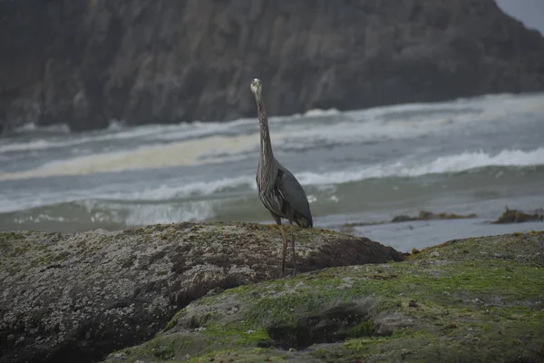 Common Grey Heron Standing Rocky Seashore — Stock Photo, Image