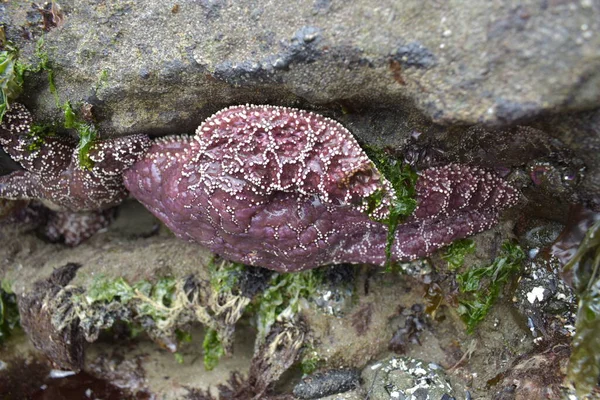 Mooie Kleurrijke Zeester Rotsen — Stockfoto