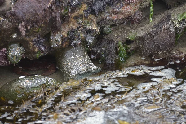 Морські Камені Скелі Березі — стокове фото