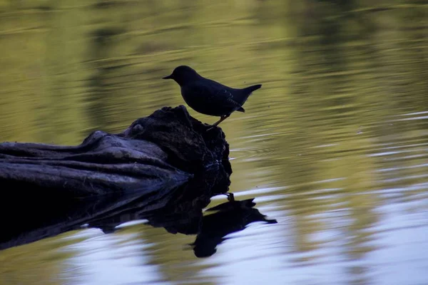 水の中の鳥 — ストック写真