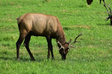 Büyük kırmızı geyikler tarlada otluyor.