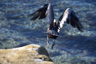 Pelikan denizde uçuyor.