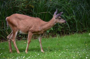 Yeşil çayırlarda güzel genç geyik 