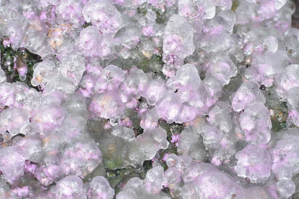 Красиві Заморожені Квіти Крижана Флора — стокове фото
