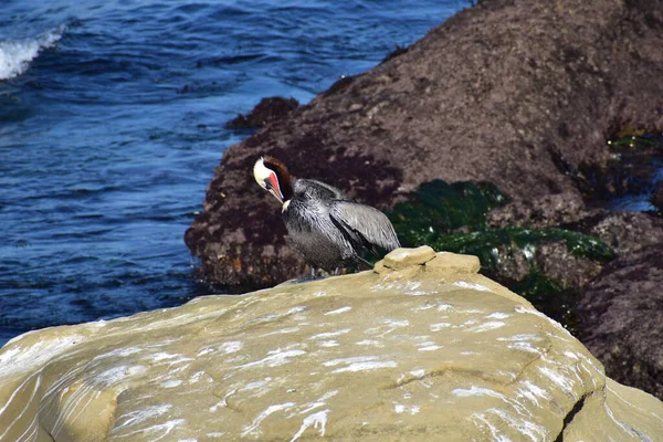 California Brown Pelican Bird Costa Rochosa Água Mar — Fotografia de Stock
