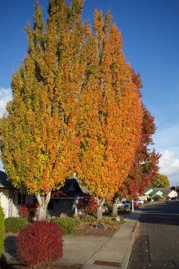Sonbahar mevsimi doğası, ağaçlardaki renkli yapraklar, sokak fotoğrafı. 
