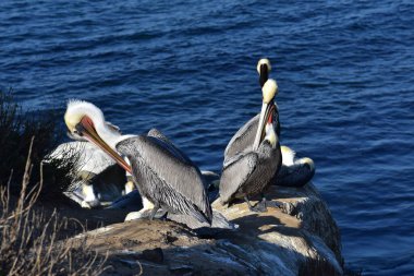Mavi göl suyundaki kayalıklarda pelikan kuşları 