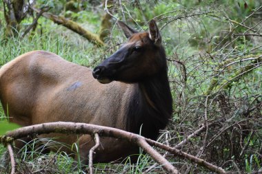 Yeşil ormanda yürüyen narin dişi geyiğin detaylı görüntüsü