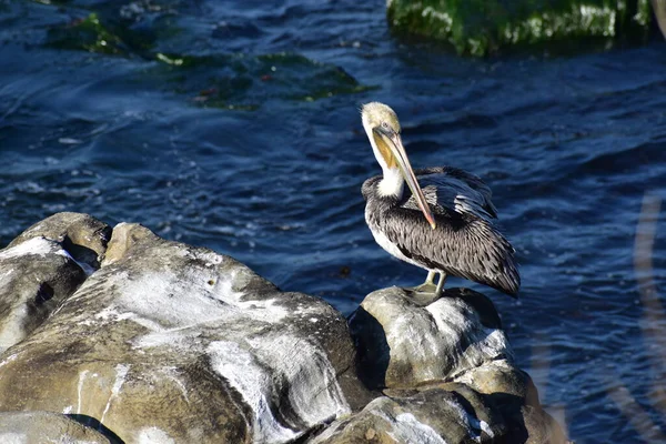 Pelikan Ptak Skalistym Urwisku Błękitnej Wodzie Morskiej — Zdjęcie stockowe