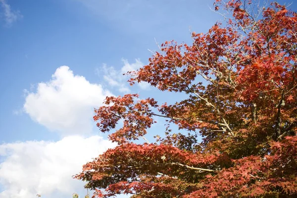 Hojas Árbol Temporada Otoño Color Rojo Naranja Flora — Foto de Stock