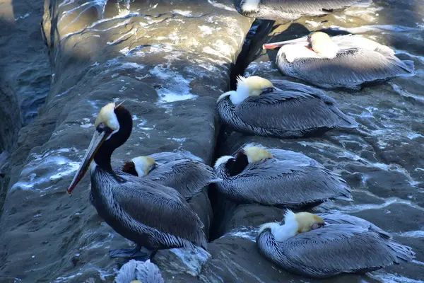 Pelikanvögel Familie Chillt Auf Felsen — Stockfoto