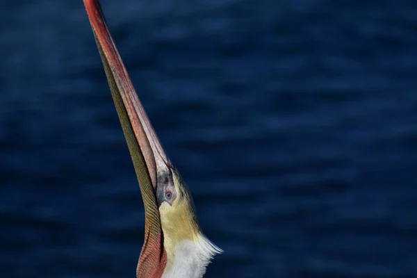 Närbild Bild Pelecanus Stående Havet — Stockfoto