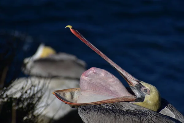 Pássaro Pelicano Com Bico Aberto Tiro Perto — Fotografia de Stock