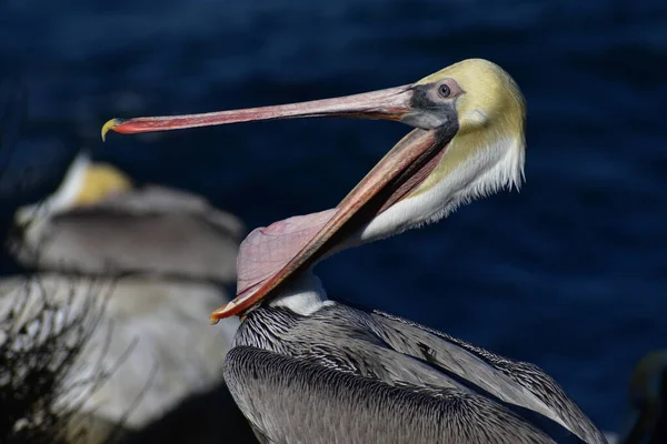 Pássaro Pelicano Com Bico Aberto Tiro Perto — Fotografia de Stock