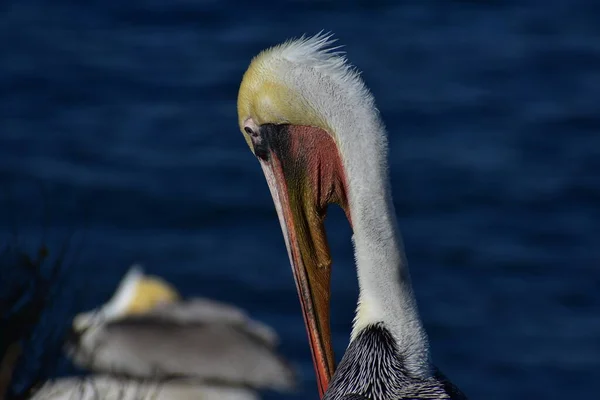 Pássaro Pelicano Água Lago Azul — Fotografia de Stock