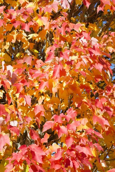 Outono Estação Árvore Folhas Vermelho Cor Laranja Flora — Fotografia de Stock