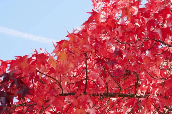 Outono Estação Árvore Folhas Vermelho Cor Laranja Flora — Fotografia de Stock