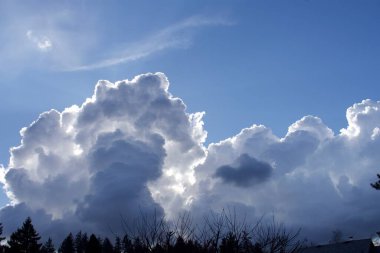 Mavi gökyüzü kabarık bulutlar ve bitkilerin kısmi görüntüsü