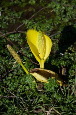 Parkta yerde yetişen sarı çiçekler. 