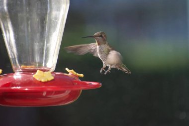 Küçük sinekkuşu besleyiciden nektar içiyor.