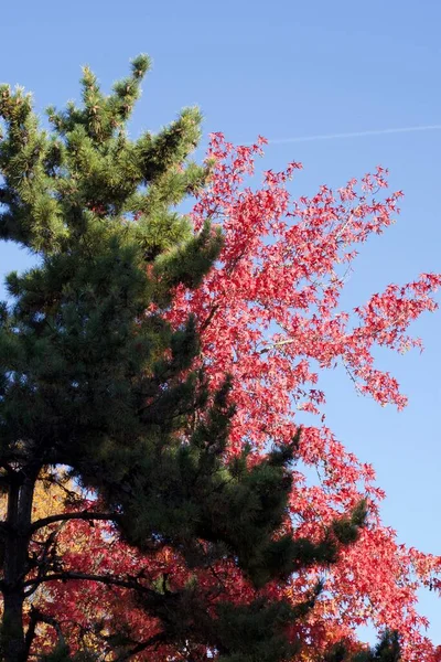 Hojas Árbol Temporada Otoño Color Rojo Naranja Flora — Foto de Stock