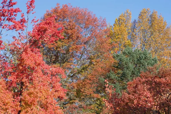 Outono Estação Árvore Folhas Vermelho Cor Laranja Flora — Fotografia de Stock