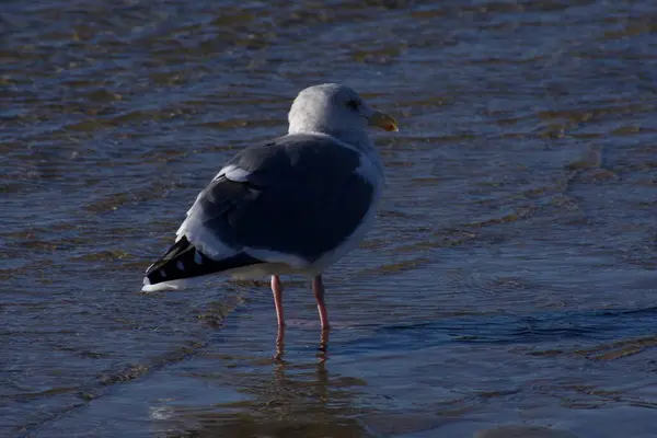 Closeup View Seagull Walking Shore — Stock Photo, Image