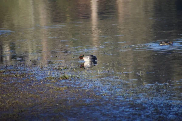 Pond Water Wild Ducks Summer Season Day — Stock Photo, Image