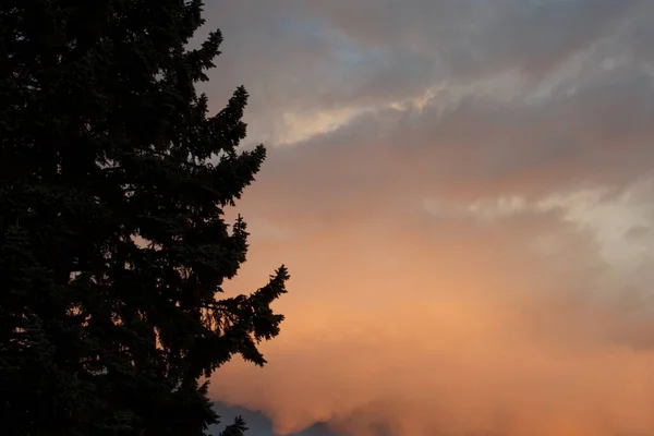 橙色落日的天空 云彩和松树 — 图库照片