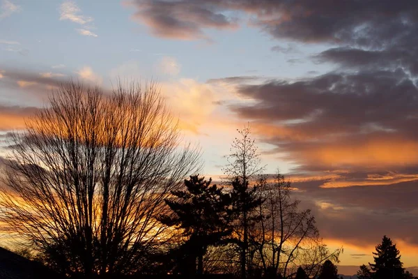 橙色落日的天空 云彩和树木 — 图库照片