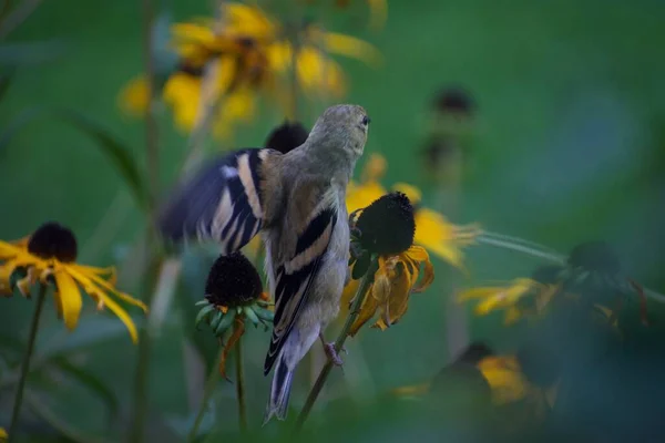 Ein Sperling Auf Blumen Garten Flora Und Fauna Konzept — Stockfoto