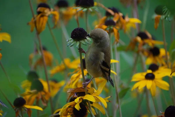 Oiseau Moineau Sur Les Fleurs Dans Jardin Flore Faune Concept — Photo