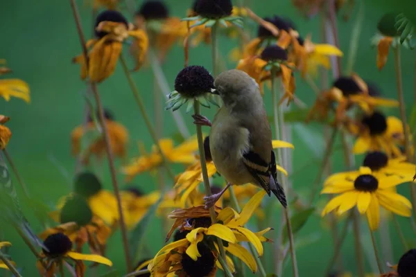 Egy Veréb Madár Virágok Kertben Növény Állatvilág Koncepció — Stock Fotó
