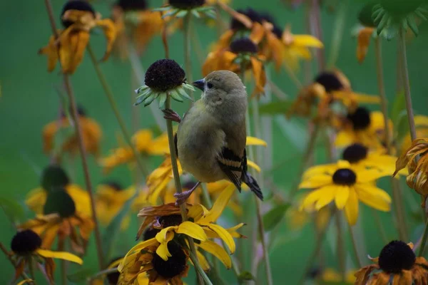 Ein Sperling Auf Blumen Garten Flora Und Fauna Konzept — Stockfoto