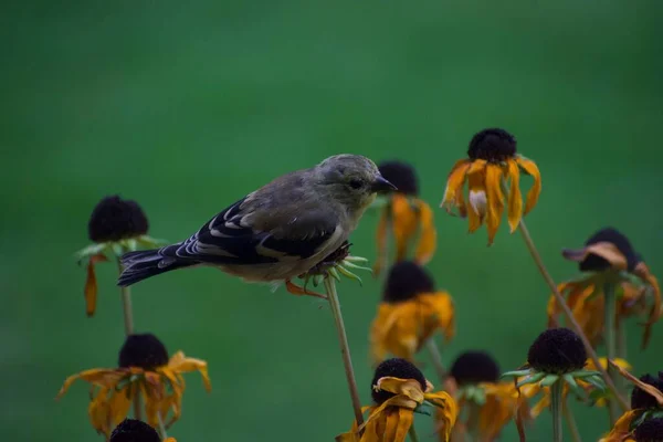 Oiseau Moineau Sur Les Fleurs Dans Jardin Flore Faune Concept — Photo