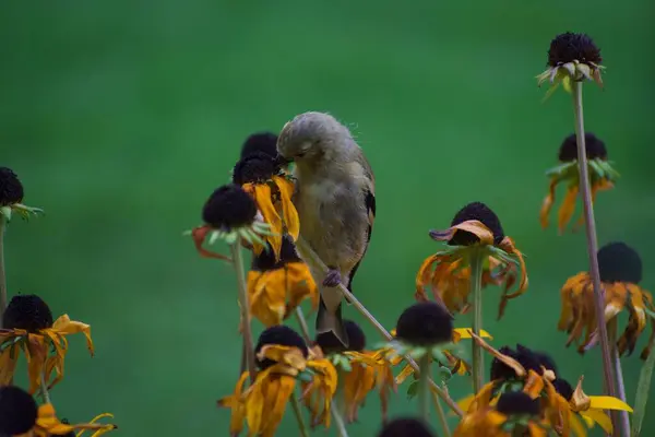 Vrabci Květinách Zahradě Flóře Fauně — Stock fotografie