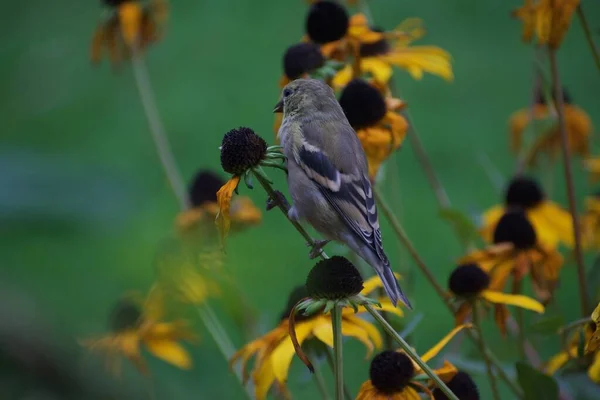 Sparv Fågel Blommor Trädgård Flora Och Fauna Koncept — Stockfoto