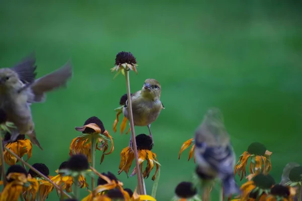 Sperlinge Auf Blumen Garten Flora Und Fauna — Stockfoto