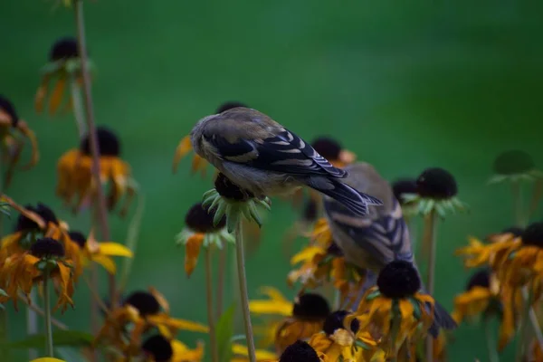 Bahçedeki Çiçeklerdeki Serçe Kuşları Bitki Örtüsü Hayvan Konsepti — Stok fotoğraf
