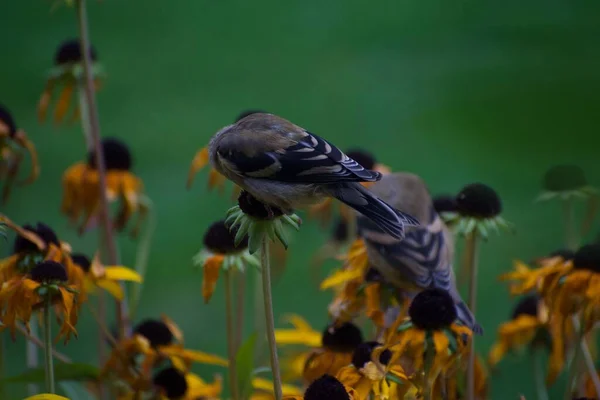 Oiseaux Moineaux Sur Les Fleurs Dans Jardin Concept Flore Faune — Photo