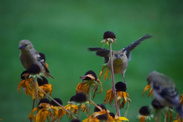 Oiseaux Moineaux Sur Les Fleurs Dans Jardin Concept Flore Faune — Photo