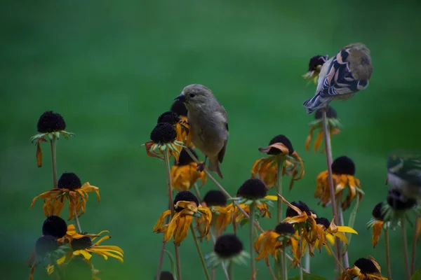 Sparvfåglar Blommor Trädgård Flora Och Fauna Koncept — Stockfoto