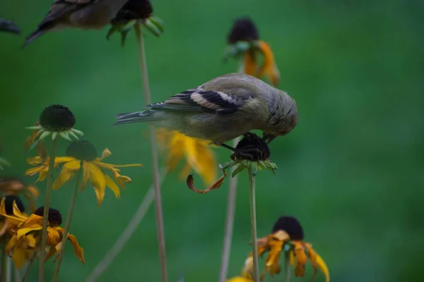 Sparrow Birds Flowers Bud Green Background — Stock Photo, Image