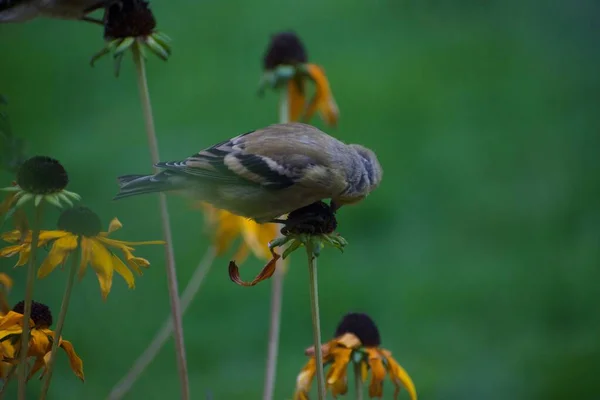 Sparv Fåglar Blommor Knopp Mot Grön Bakgrund — Stockfoto