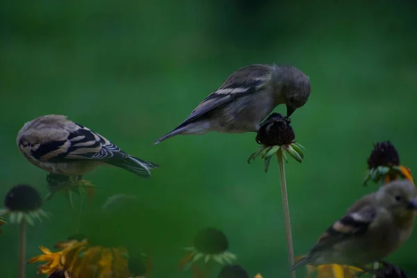 Pássaros Pardais Flores Broto Contra Fundo Verde — Fotografia de Stock