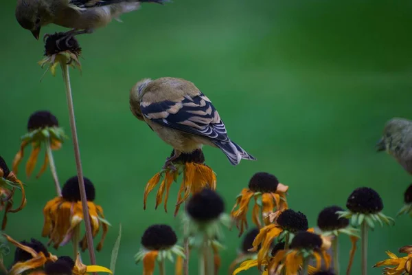 Pájaros Gorriones Sobre Flores Concepto Jardín Flora Fauna —  Fotos de Stock