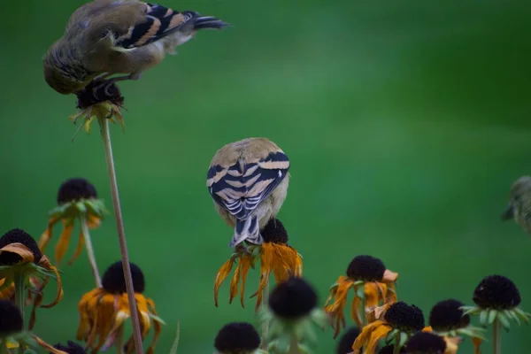 Pájaros Gorriones Sobre Flores Concepto Jardín Flora Fauna — Foto de Stock