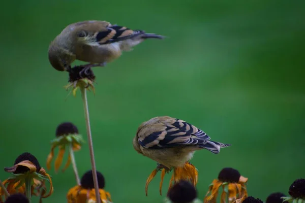 Oiseaux Moineaux Sur Les Fleurs Dans Jardin Concept Flore Faune — Photo