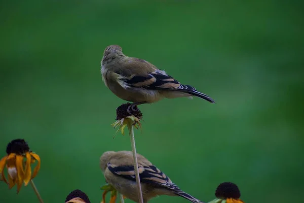 Sperlinge Auf Blumen Garten Flora Und Fauna — Stockfoto