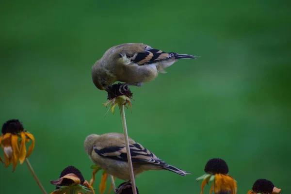 Mussenvogels Bloemen Tuin Flora Fauna Concept — Stockfoto